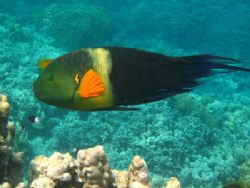 Broomtail wrasse on the move! by Mario Bortolotti 